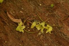 Pterocymbium tinctorium