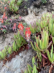 Castilleja mendocinensis