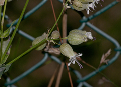 Silene