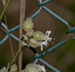 Silene