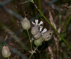 Silene