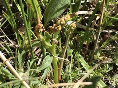 Botrychium ascendens