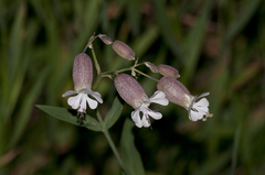 Silene