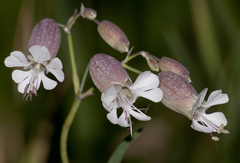 Silene