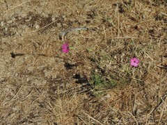 Dianthus longicaulis