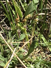 Botrychium ascendens