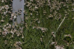 Silene
