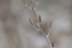 Triglochin barrelieri