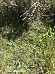 Botrychium ascendens