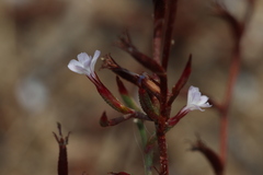 Limonium echioides