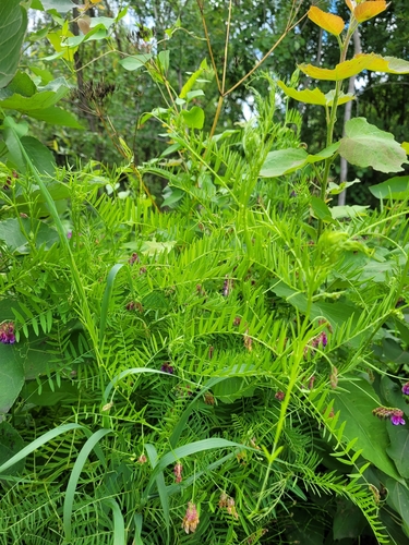 Image of Vicia megalotropis by (c) Dmitriy Bochkov, some rights reserved (CC BY)