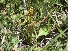 Botrychium crenulatum