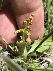 Botrychium crenulatum