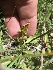 Botrychium crenulatum