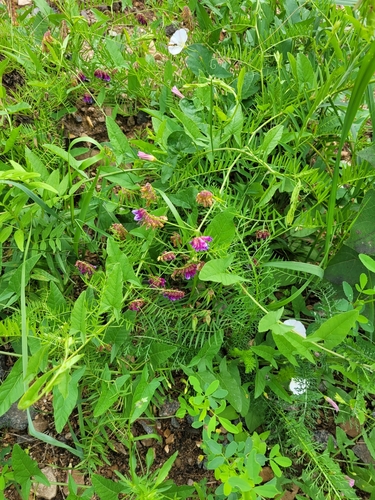 Image of Vicia megalotropis by (c) Dmitriy Bochkov, some rights reserved (CC BY)