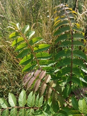 Ailanthus altissima