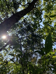 Calocedrus macrolepis