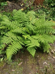 Dryopteris azorica
