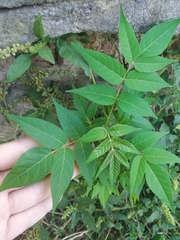 Ailanthus altissima