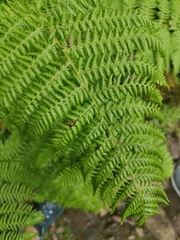 Dryopteris azorica