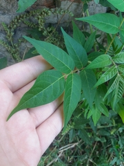 Ailanthus altissima
