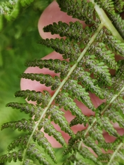 Dryopteris azorica