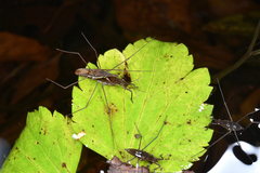 Gerris gracilicornis