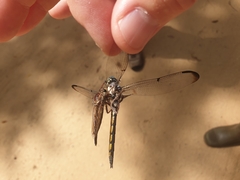 Proctacanthus longus