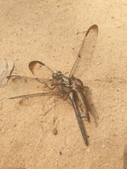 Proctacanthus longus