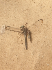 Proctacanthus longus