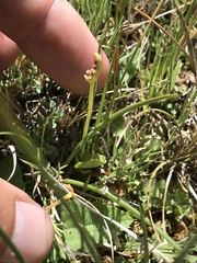 Botrychium simplex image