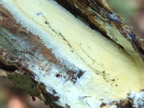 Phanerochaete burtii, 2022-07-19