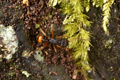 Myrmica pulchella
