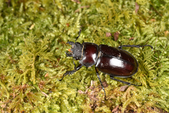 Lucanus