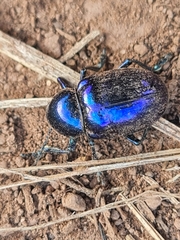Chrysochus goniostoma