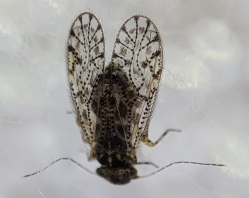 Aaroniella badonneli