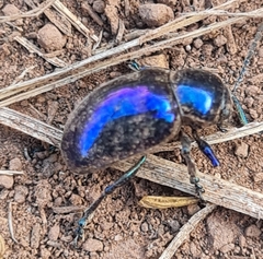 Chrysochus goniostoma