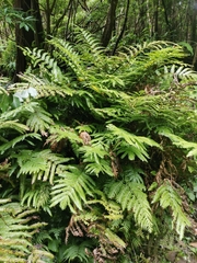 Pteris incompleta