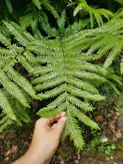 Pteris incompleta