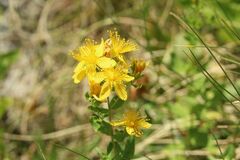 Hypericum maculatum maculatum