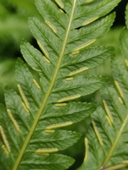 Pteris incompleta