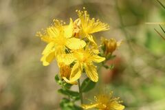 Hypericum maculatum maculatum