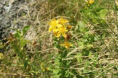 Hypericum maculatum maculatum