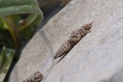 Ophiogomphus severus