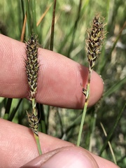 Carex idahoa