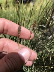 Carex idahoa
