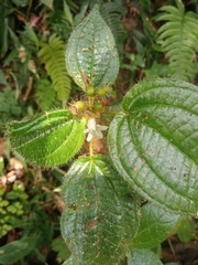 Miconia crenata
