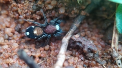 Coenoptychus pulcher