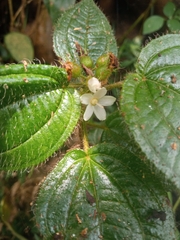 Miconia crenata