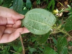 Miconia crenata